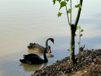 Swan swimming in lake