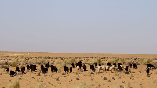 Flock of sheep on sahara desert - tunisia