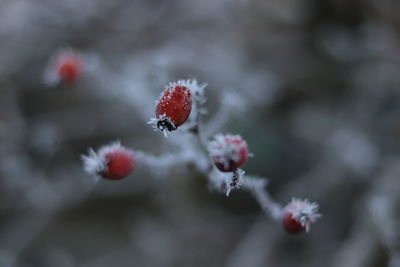 Close-up of red berries on plant during winter