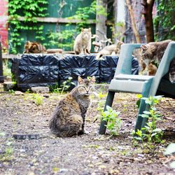 Cat sitting in a park