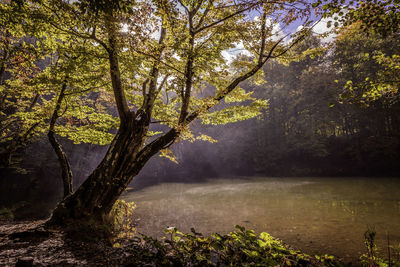 Scenic view of lake in forest