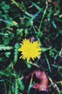 Close-up of yellow dandelion