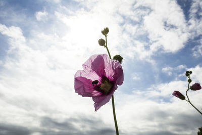 Low angle view of pink flower against sky