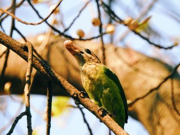 Low angle view of bird perching on branch