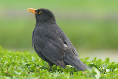 Close-up of a bird on field