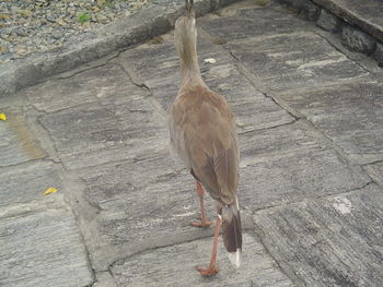 High angle view of bird perching on cobblestone