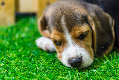 Close-up of puppy on grass