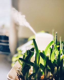 Close-up of potted plant