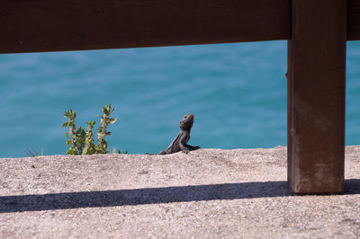 Side view of bird on wood against sea