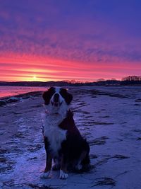 Dog on beach during sunset