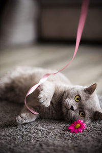 Close-up portrait of a cat