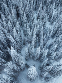 Full frame shot of snow covered pine trees in forest 