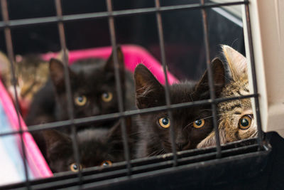 Kittens in the cage at the veterinary clinic