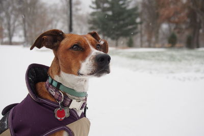 Close-up of a dog looking away