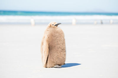 Close-up of penguin at beach