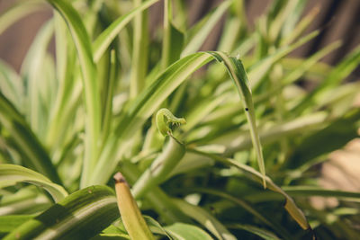 Close-up of lizard on grass