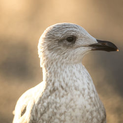 Close-up of seagull