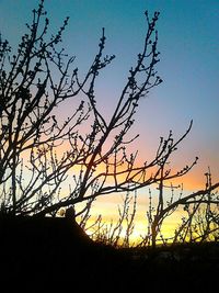 Silhouette of bare tree on field