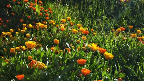 Yellow flowers growing in field