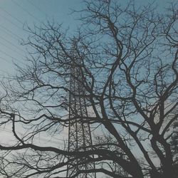 Low angle view of bare trees against sky