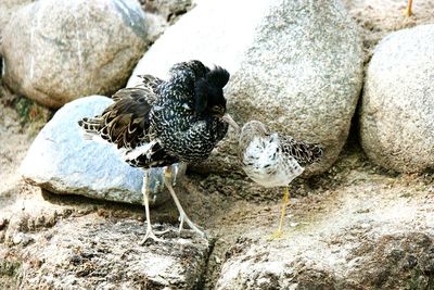 Birds perching on rocks