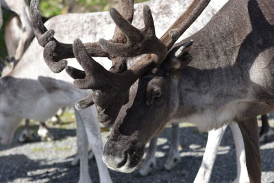 Close-up of deer