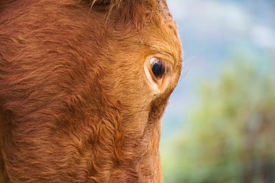 The brown cow portrait in the mountain in the nature