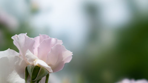 Close-up of pink rose