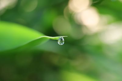 Close-up of water drops on leaf