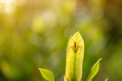 Close-up of yellow leaves outdoors