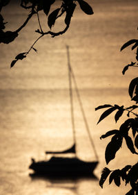 Close-up of silhouette plant against sky during sunset