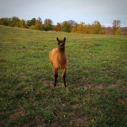 Portrait of a horse on field