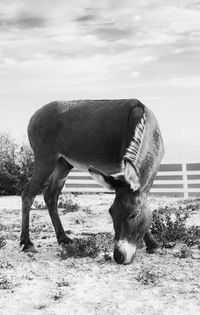 Black and white photo of a donkey eating grass