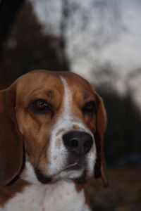 Close-up portrait of dog