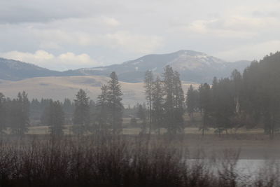 Scenic view of trees and mountains against sky