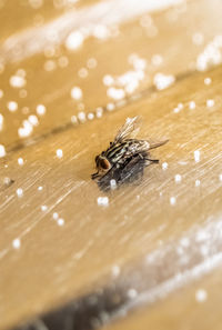 Close-up of fly on wood