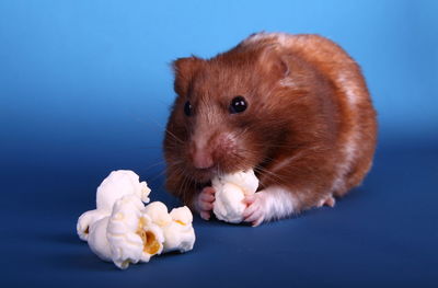 Close-up of golden hamster eating popcorn against blue background