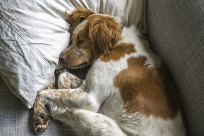 Close-up of a sleeping dog