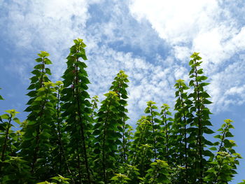 Low angle view of plants against sky