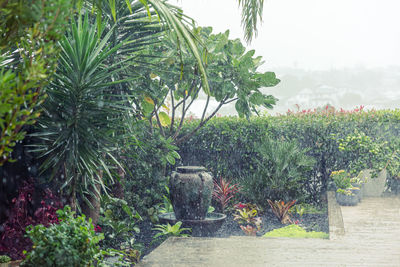 Close-up of plants