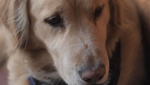 Close-up portrait of dog