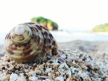 Close-up of snail on beach