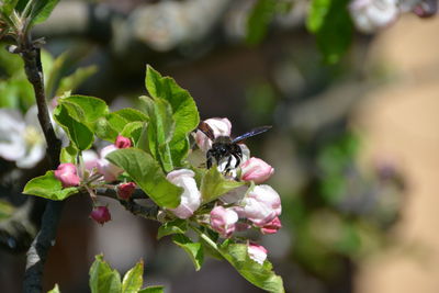 Close-up of insect on flower