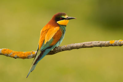 Close-up of bird perching on branch