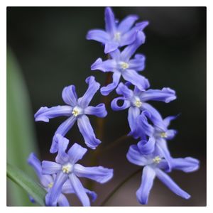 Close-up of blue flowers