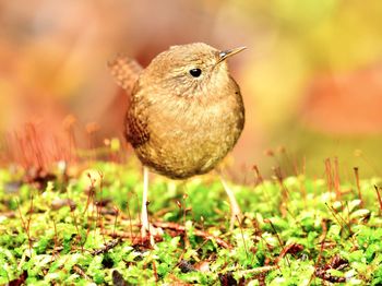 Close-up of bird perching on a field