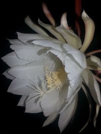 Close-up of white flower against black background