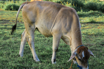 Horses grazing in a field