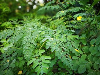 Close-up of plants