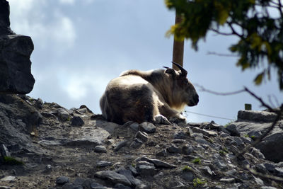 Low angle view of sheep on rock against sky